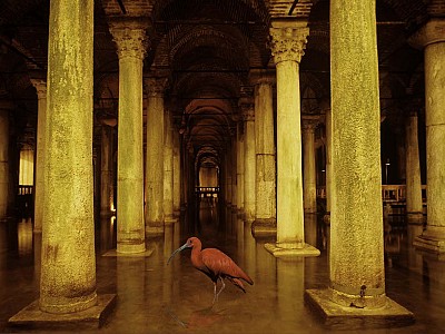 L'oiseau roi